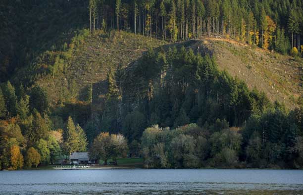 Clear-cut timberland by Triangle Lake in Blachly, Oregon.